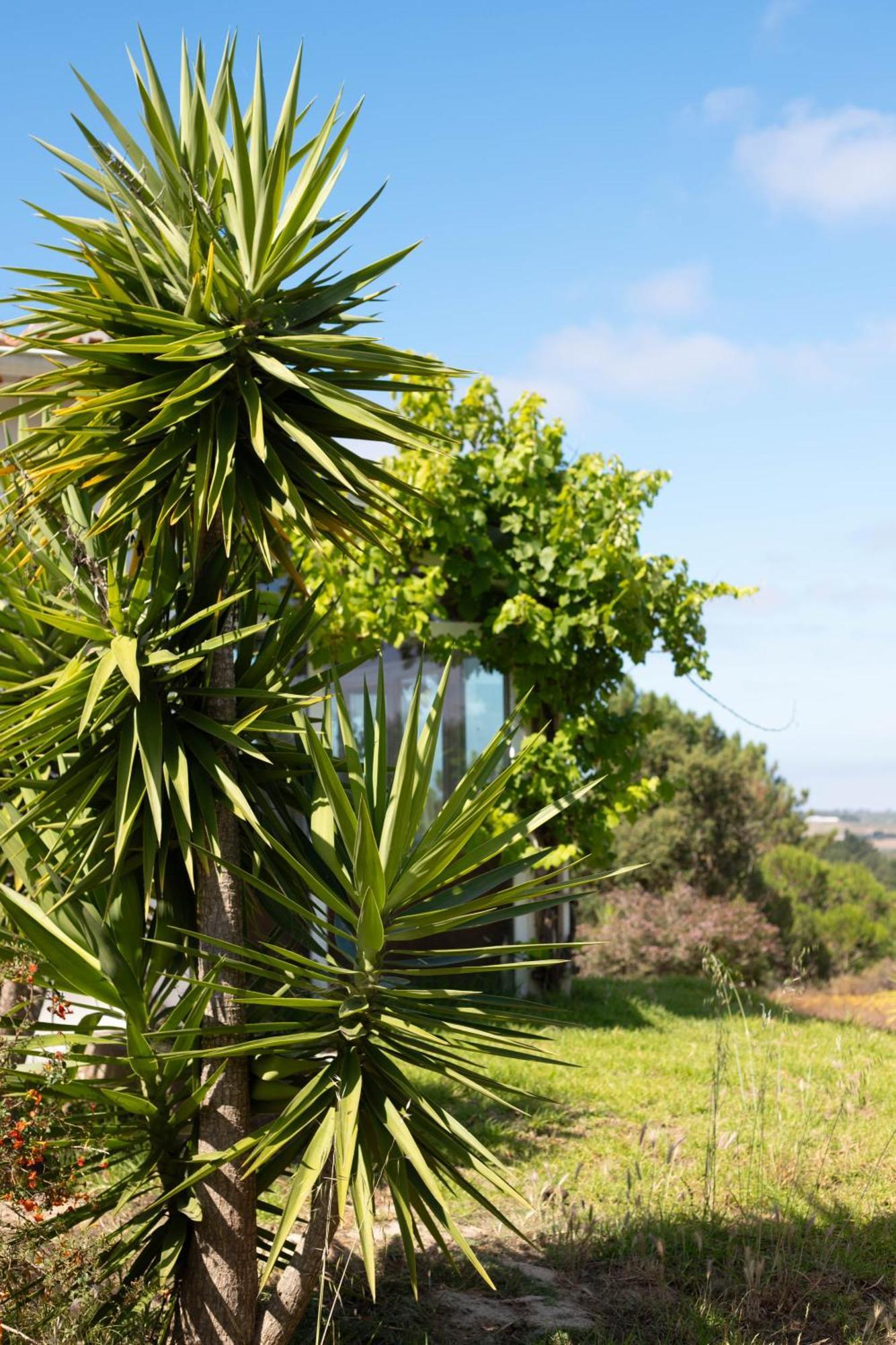 Monte Da Urze Aljezur - Agroturismo Esterno foto