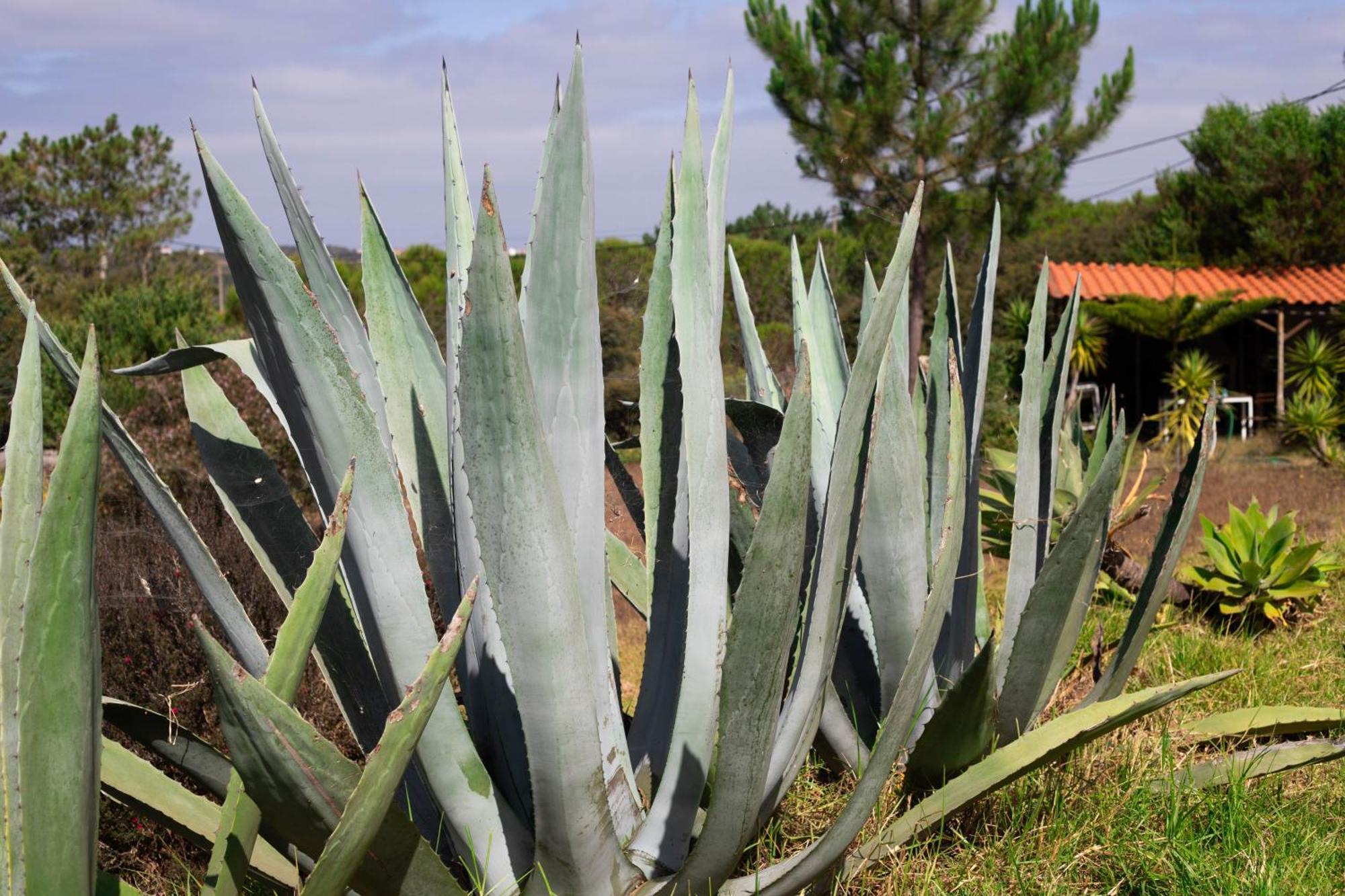 Monte Da Urze Aljezur - Agroturismo Esterno foto